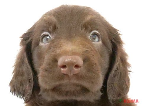 埼玉県のフラットコーテッドレトリーバー (コジマモラージュ菖蒲店/2024年4月9日生まれ/男の子/レバー)の子犬