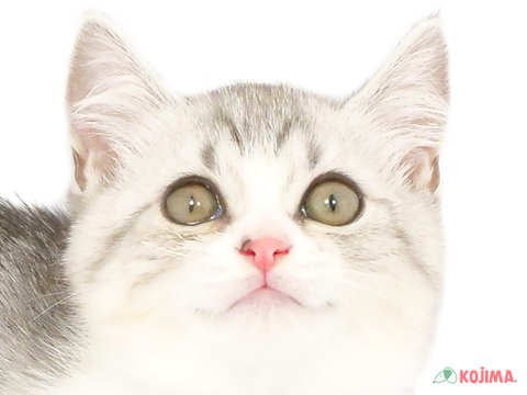埼玉県のマンチカン (コジマ戸田公園店/2024年4月14日生まれ/女の子/シルバータビーホワイト)の子猫