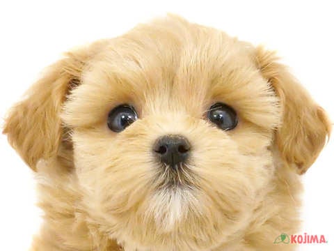千葉県のマルプー(マルチーズ×プードル) (コジマウエルケアセンター/2024年4月17日生まれ/女の子/アプリコット)の子犬