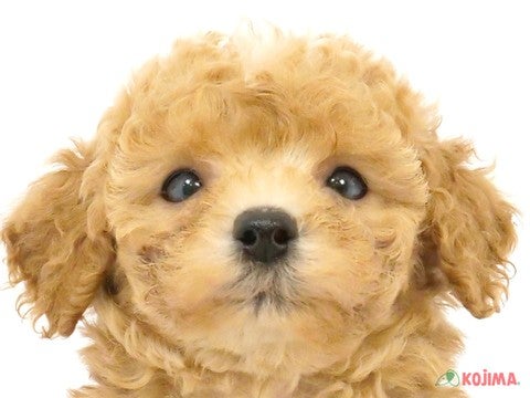 千葉県のトイプードル(トイ) (コジマ四街道店/2024年4月14日生まれ/女の子/アプリコット)の子犬