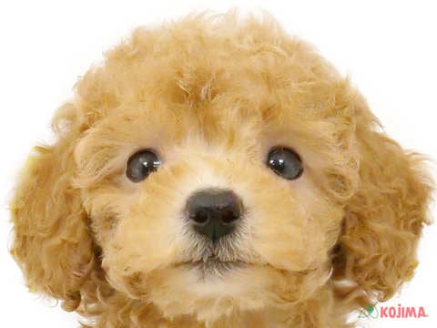 東京都のトイプードル(トイ) (コジマ板橋店/2024年4月14日生まれ/女の子/アプリコット)の子犬
