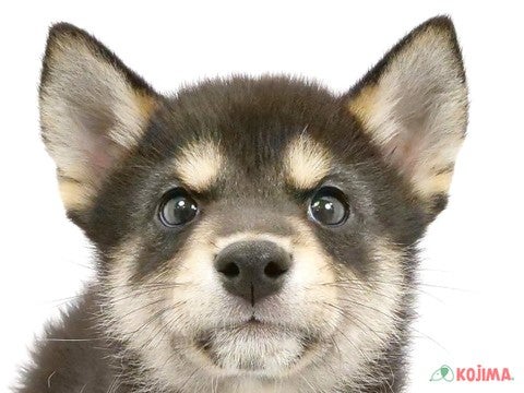 2024年4月11日生まれの柴犬(標準サイズ)の1枚目の写真