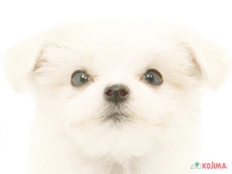 神奈川県のマルチーズ (コジマニトリモール相模原店/2024年4月13日生まれ/女の子/ホワイト)の子犬