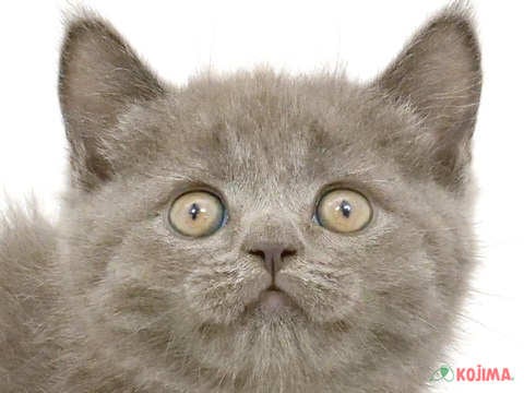 東京都のブリティッシュショートヘアー (コジマ新小岩店/2024年4月15日生まれ/女の子/ブルー)の子猫