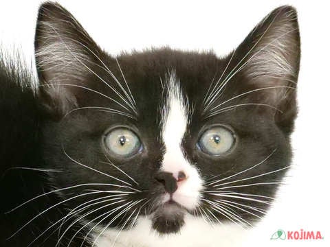 茨城県のマンチカン (コジマイーアスつくば店/2024年4月14日生まれ/男の子/ブラックホワイト)の子猫