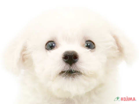 埼玉県のビションフリーゼ (コジマ浦和店/2024年4月16日生まれ/男の子/ホワイト)の子犬