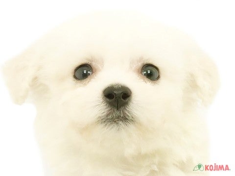 千葉県のビションフリーゼ (コジマ松戸店/2024年4月16日生まれ/男の子/ホワイト)の子犬