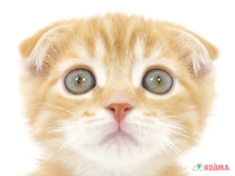 埼玉県のスコティッシュフォールド (コジマニトリ川越店/2024年4月14日生まれ/男の子/レッドタビー)の子猫