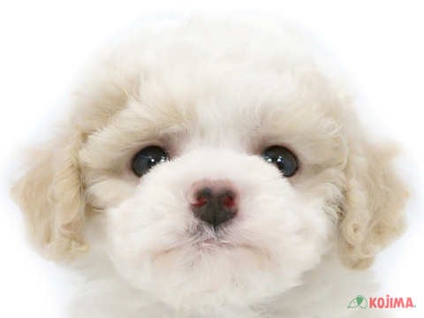 東京都のビションフリーゼ (コジマ府中店/2024年4月11日生まれ/男の子/ホワイト)の子犬