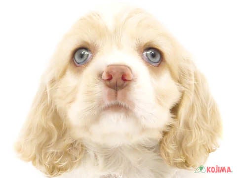 東京都のアメリカンコッカースパニエル (コジマアリオ西新井店/2024年4月12日生まれ/女の子/レッドホワイト)の子犬
