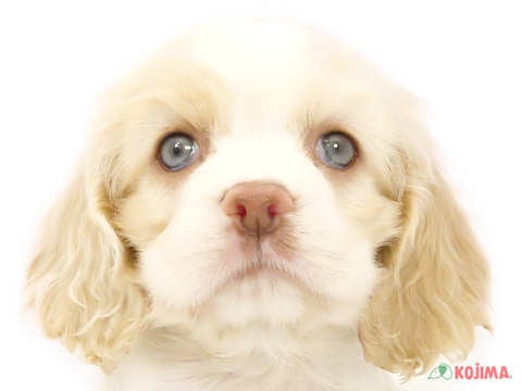東京都のアメリカンコッカースパニエル (コジマソコラ用賀店/2024年4月12日生まれ/女の子/レッドホワイト)の子犬