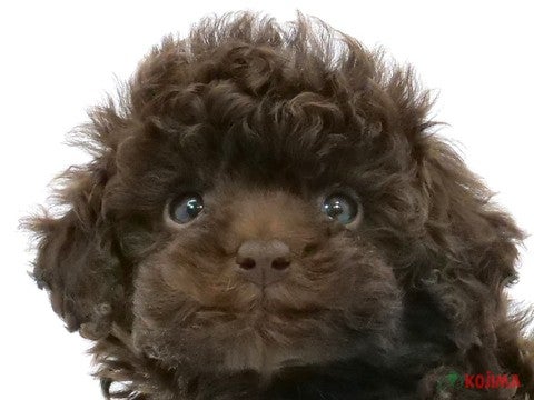 茨城県のトイプードル(トイ) (コジマイーアスつくば店/2024年4月15日生まれ/男の子/ブラウン)の子犬