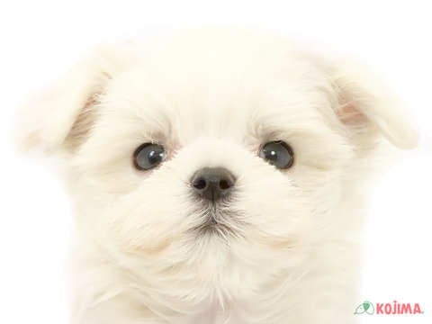 千葉県のマルチーズ (コジマアリオ柏店/2024年4月12日生まれ/男の子/ホワイト)の子犬
