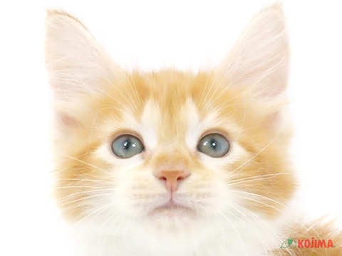 東京都のメインクーン (コジマ府中店/2024年4月12日生まれ/男の子/レッドタビーホワイト)の子猫