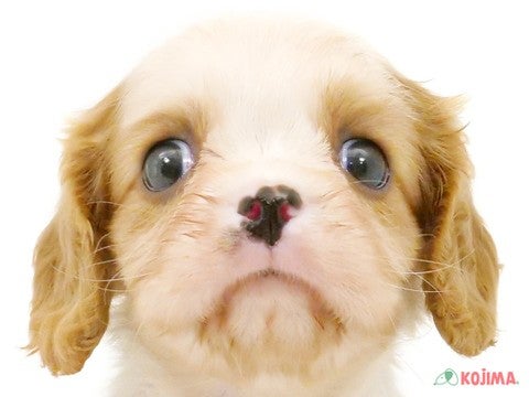 千葉県のキャバリアキングチャールズスパニエル (コジマ四街道店/2024年4月16日生まれ/女の子/ブレンハイム)の子犬