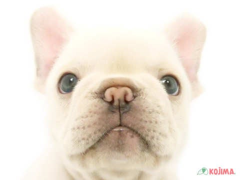神奈川県のフレンチブルドッグ (コジマニトリモール相模原店/2024年4月16日生まれ/男の子/クリーム)の子犬
