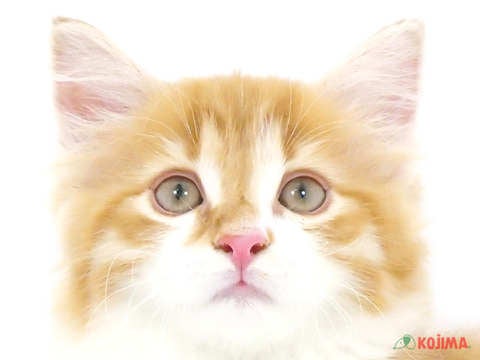 東京都のノルウェージャンフォレストキャット (コジマアリオ北砂店/2024年4月16日生まれ/男の子/レッドタビーホワイト)の子猫