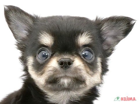 東京都のチワワ(ロング) (コジマ新小岩店/2024年4月14日生まれ/男の子/ブラックタンホワイト)の子犬