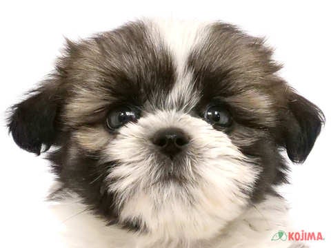 東京都のチワズー/チワシーズ(チワワ×シーズー) (コジマ練馬店/2024年4月14日生まれ/男の子/ゴールドホワイト)の子犬