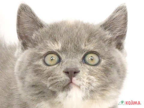 神奈川県のスコティッシュストレート (コジマニトリモール相模原店/2024年4月15日生まれ/女の子/ブルークリーム)の子猫