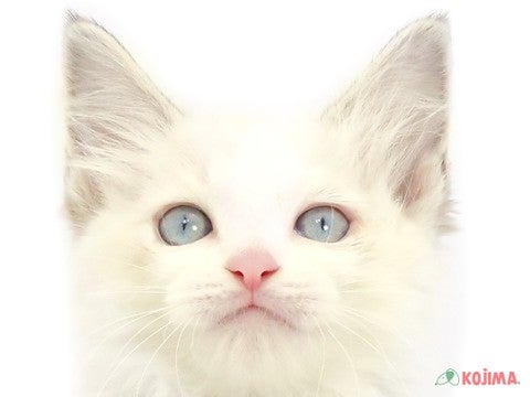 東京都のラグドール (コジマ板橋店/2024年4月15日生まれ/女の子/ブルーポイントバイカラー)の子猫