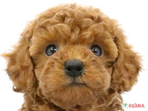 神奈川県のトイプードル(トイ) (コジマアリオ橋本店/2024年4月15日生まれ/女の子/レッド)の子犬