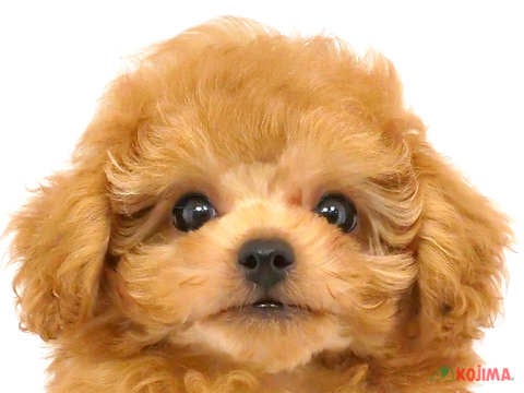 千葉県のトイプードル(トイ) (コジマアリオ柏店/2024年4月2日生まれ/男の子/アプリコット)の子犬