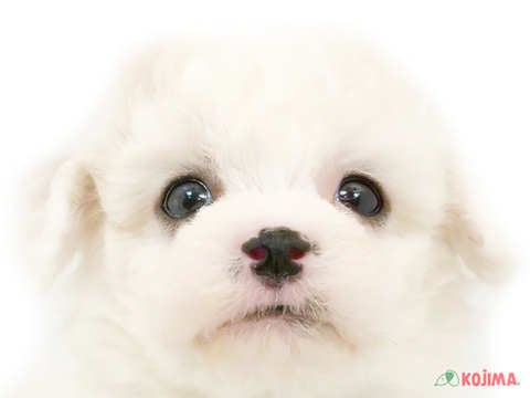埼玉県のビションフリーゼ (コジマモラージュ菖蒲店/2024年4月15日生まれ/女の子/ホワイト)の子犬