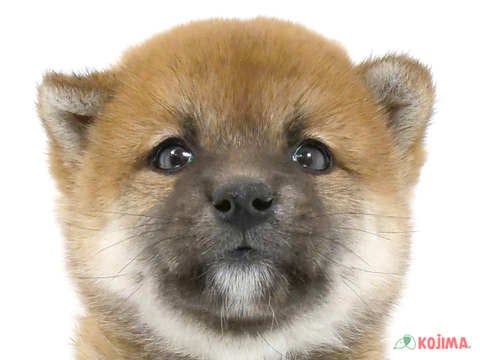 2024年4月13日生まれの柴犬(標準サイズ)の1枚目の写真