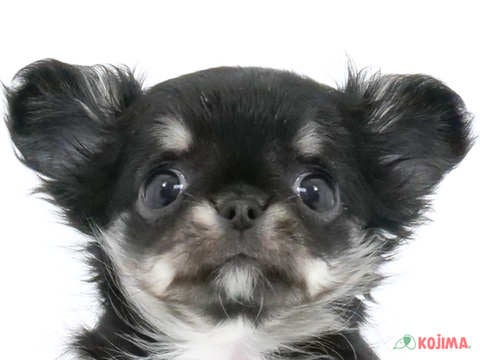 東京都のチワワ(ロング) (コジマアリオ西新井店/2024年4月10日生まれ/女の子/ブラックタンホワイト)の子犬