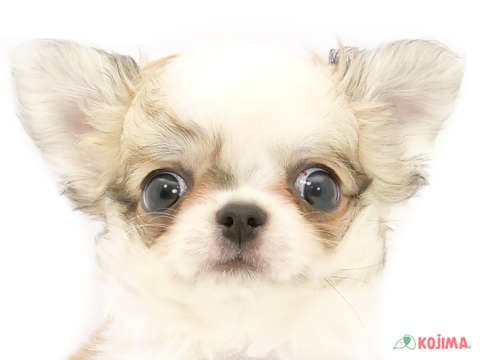 神奈川県のチワワ(ロング) (コジマアリオ橋本店/2024年4月10日生まれ/男の子/レッドホワイト)の子犬