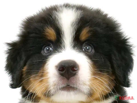 東京都のバーニーズマウンテンドッグ (コジマ木場店/2024年4月12日生まれ/男の子/ブラックラストホワイト)の子犬