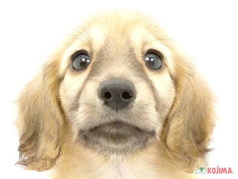 千葉県のミニチュアダックスフンド(ロング) (コジマウエルケアセンター/2024年4月14日生まれ/女の子/レディシュイエロー)の子犬