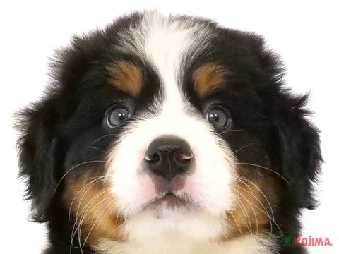 埼玉県のバーニーズマウンテンドッグ (コジマ和光店/2024年4月12日生まれ/女の子/ブラックラストホワイト)の子犬