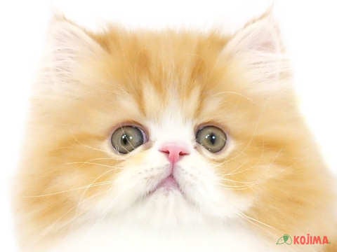 東京都のエキゾチックロングヘアー (コジマGRAND亀戸店/2024年4月12日生まれ/男の子/レッドタビーホワイト)の子猫