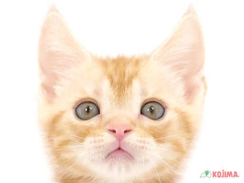 千葉県のアメリカンショートヘアー (コジマウエルケアセンター/2024年4月16日生まれ/男の子/レッドタビー)の子猫