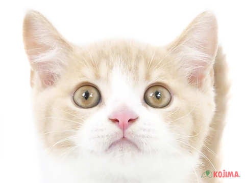 東京都のブリティッシュショートヘアー (コジマ足立店/2024年4月13日生まれ/男の子/クリームタビーホワイト)の子猫