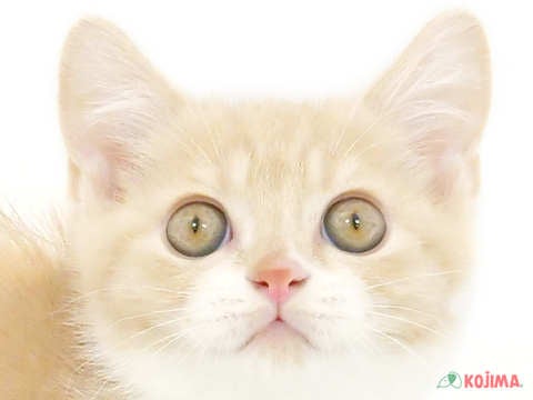 東京都のブリティッシュショートヘアー (コジマ八王子店/2024年4月13日生まれ/男の子/クリームタビーホワイト)の子猫