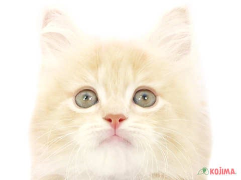 東京都のミヌエット (コジマアリオ北砂店/2024年4月15日生まれ/男の子/クリームタビーホワイト)の子猫
