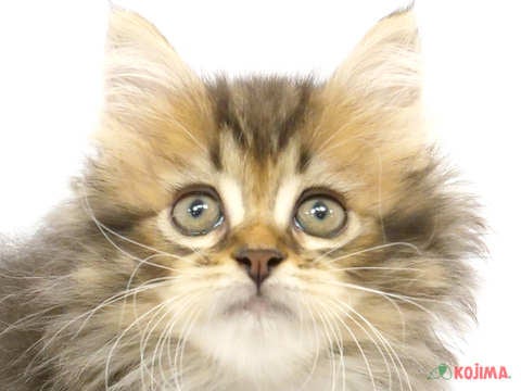 兵庫県のミヌエット (コジマ明石店/2024年4月15日生まれ/男の子/ブラウンタビーホワイト)の子猫