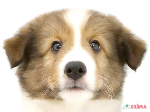 東京都のシェットランドシープドッグ (コジマ国分寺店/2024年4月16日生まれ/男の子/セーブルホワイト)の子犬