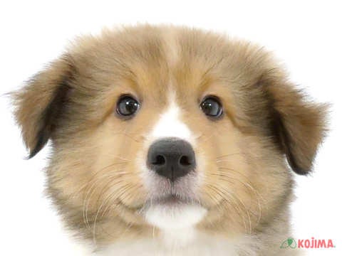 埼玉県のシェットランドシープドッグ (コジマ浦和店/2024年4月16日生まれ/男の子/セーブルホワイト)の子犬