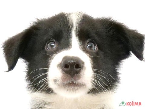 東京都のボーダーコリー (コジマ府中店/2024年4月17日生まれ/男の子/ブラックホワイト)の子犬