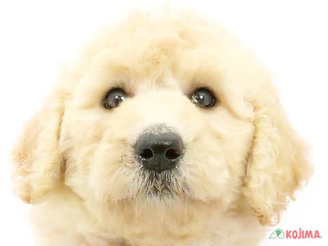 東京都のスタンダードプードル (コジマソコラ用賀店/2024年4月13日生まれ/女の子/クリーム)の子犬