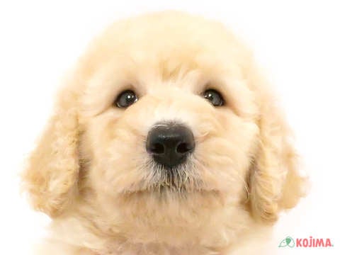 東京都のスタンダードプードル (コジマ国立店/2024年4月13日生まれ/男の子/クリーム)の子犬