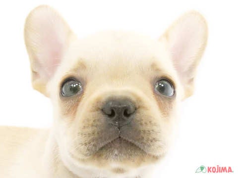 茨城県のフレンチブルドッグ (コジマイーアスつくば店/2024年4月14日生まれ/男の子/クリーム)の子犬