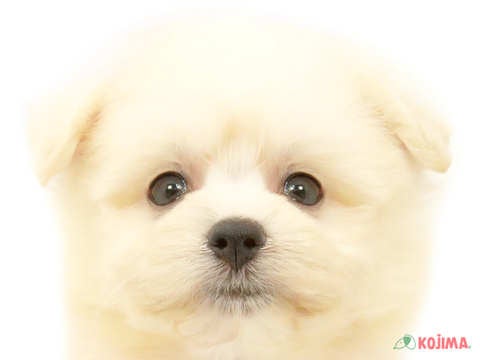千葉県のハーフ犬 (コジマウエルケアセンター/2024年4月14日生まれ/女の子/クリーム)の子犬
