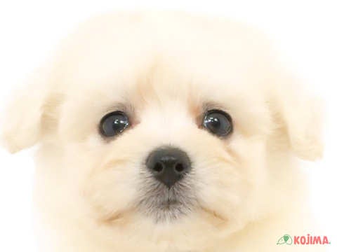 埼玉県のハーフ犬 (コジマ和光店/2024年4月14日生まれ/女の子/クリーム)の子犬