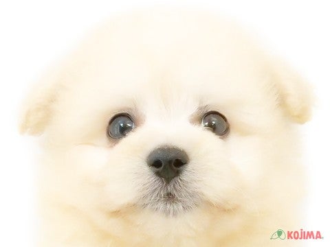 千葉県のハーフ犬 (コジマウエルケアセンター/2024年4月14日生まれ/男の子/クリーム)の子犬