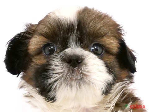 千葉県のシーズー (コジマ四街道店/2024年4月15日生まれ/男の子/ホワイトゴールド)の子犬